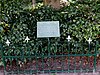 Oorlogsmonument. Herdenkingsboom (5 mei 1947) en plaquette (14 april 1995)