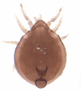 <i>Uropoda</i> Genus of mites