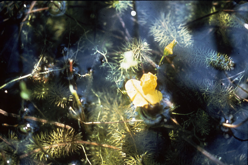 File:Utricularia intermedia WPC.jpg