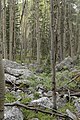 Vaccinium myrtillus among quaking aspen, Santa Fe National Forest