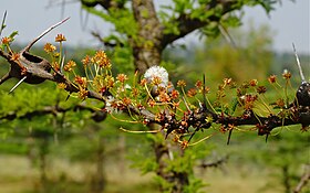 花。白っぽい頭状花である。ナニュキ近郊にて。