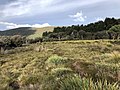 Thumbnail for Lowland Native Grasslands of Tasmania