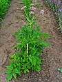 Valeriana officinalis 001.JPG