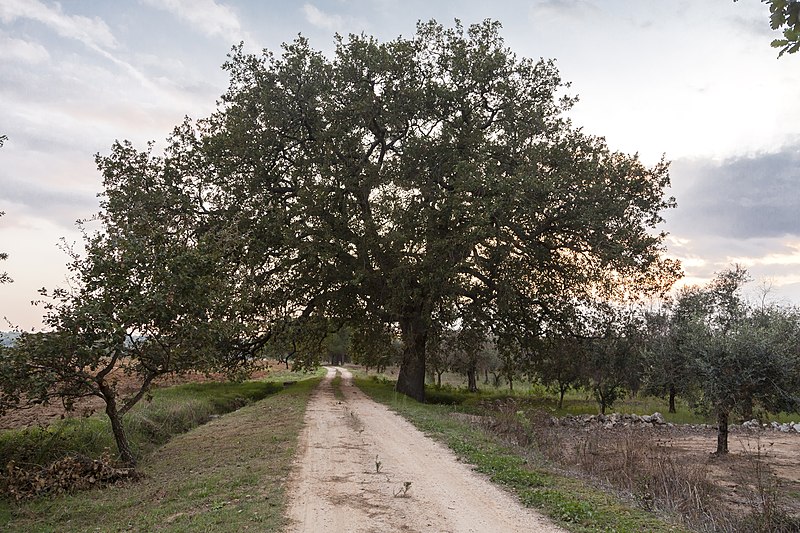 File:Veduta panoramica frontale quercia di Dalechamps.jpg