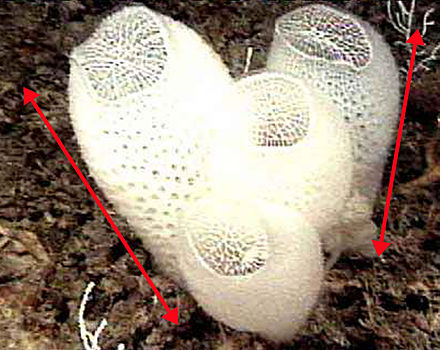 A cluster of Euplectella aspergillum sponges (Venus flower baskets), showing the apical-basal axes.