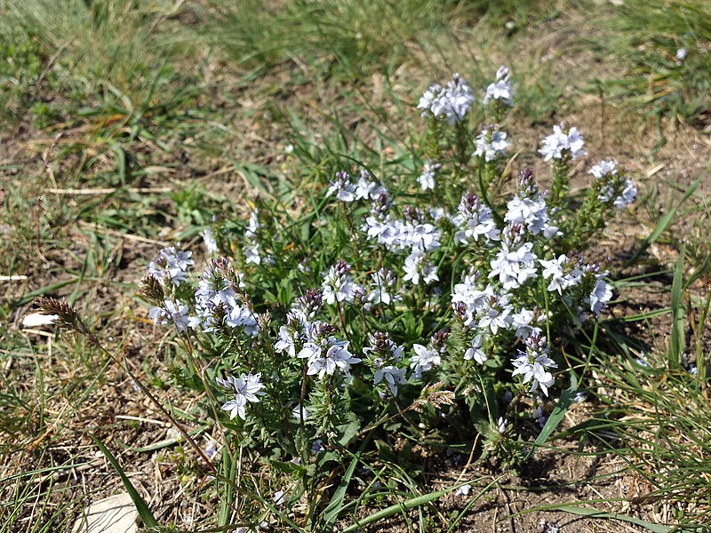 File:Veronica prostrata sl5.jpg