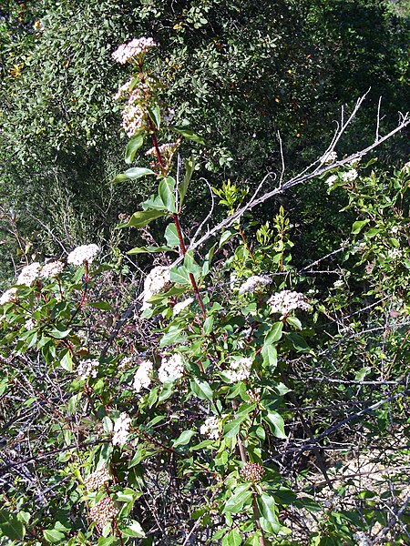 File:Viburnum tinus Habitus 2010-4-08 SierraMadrona.jpg