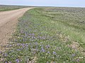 Vicia americana (4116820811).jpg