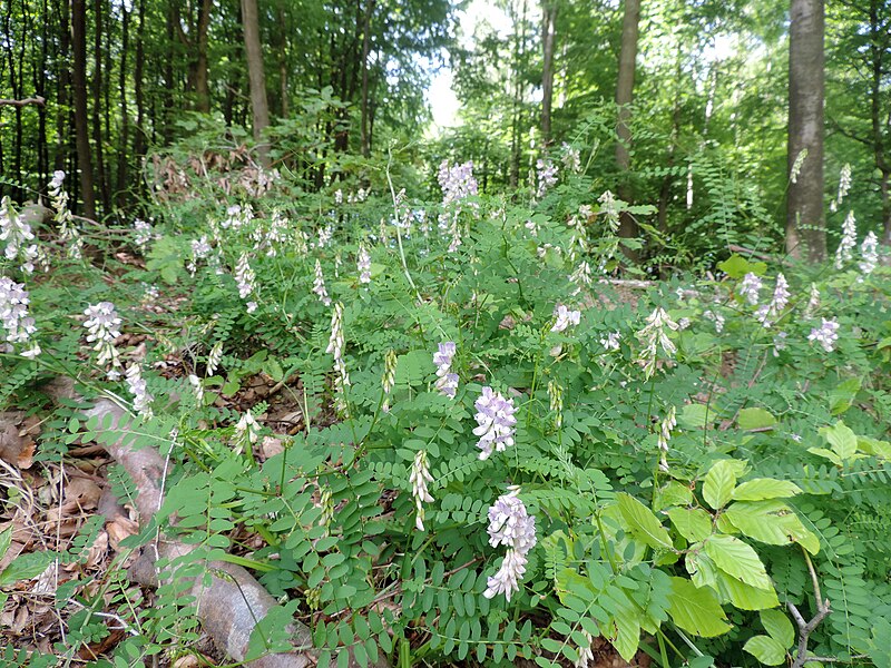 File:Vicia sylvatica kz4.JPG