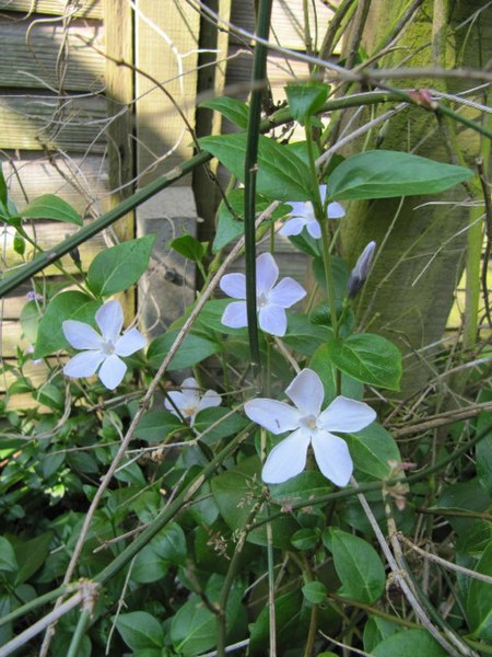 File:Vinca difformis (wallygrom) 001.jpg