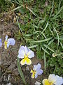 Viola calcarata three-coloured