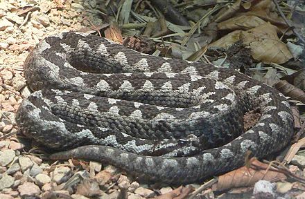 Гадюка орлов. Носатая гадюка Vipera ammodytes. Палестинская гадюка (Vipera Palaestinae). Гадюка серая с ромбиками. Гадюка Орлова.