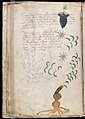Voynich Manuscript (10).jpg