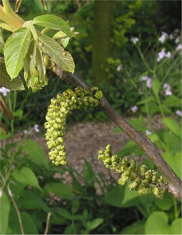 File:Walnoot Juglans regia mannelijke bloeiwijze.jpg