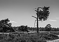 * Nomination Walk across the Hulshorsterzand/ Hulshorsterheide. --Agnes Monkelbaan 04:33, 16 June 2017 (UTC) * Promotion The image is OK but IMO you can improve B&W quality by better use of contrast, slight gradual filters in the sky and some other improvements. --Basotxerri 14:20, 16 June 2017 (UTC)  Done. Small corrections. Thanks for your reviews. Better now?--Agnes Monkelbaan 15:58, 16 June 2017 (UTC) Hi Agnes Monkelbaan, I thought more about something like the version that I've uploaded just now. However, please revert it if you don't like it. And of course it would be better that you prepare it by yourself using the original RAW file, the result should be better. --Basotxerri 17:12, 17 June 2017 (UTC)