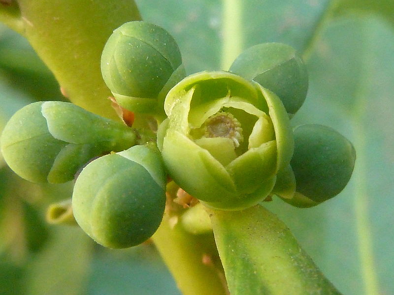 File:Warburgia salutaris, blomknoppe, Manie van der Schijff BT, a.jpg