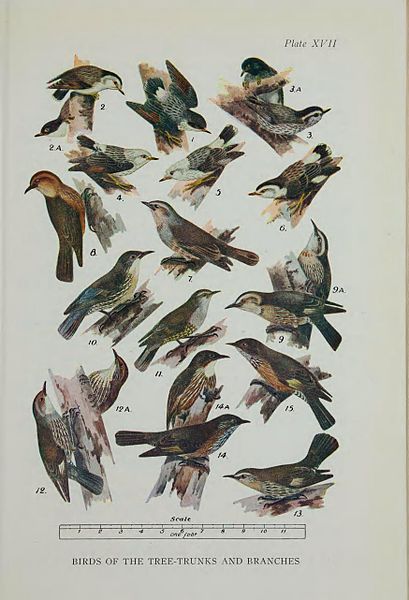File:What bird is that? A guide to the birds of Australia (Plate XVII) BHL48368452.jpg