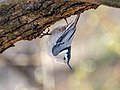 Thumbnail for File:White-breasted nuthatch on a tree (26498).jpg