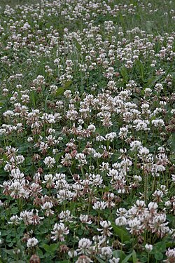 White Clover (Trifolium repens)