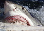 Great White Shark scavenging whale carcass.