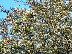 Wild Pear (Pyrus pyraster)