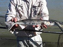 A sauger caught in the Yellowstone River Wildlife142 (24215914687).jpg