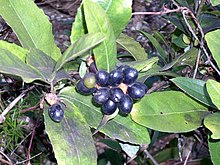 Fruiting Wilkiea hugeliana at Barrenjoey Wilkiea huegeliana Barrenjoey.JPG