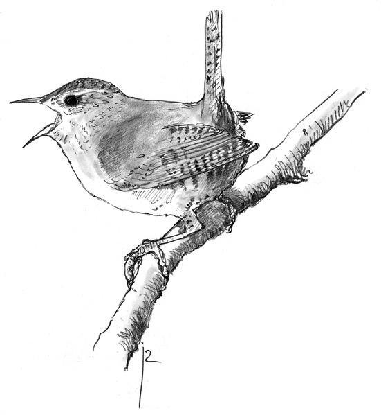 File:Winterkoning Troglodytes troglodytes Jos Zwarts 3.tif