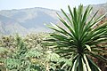 View from the resort in Wondo Genet, Ethiopia.