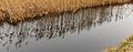 * Nomination Swaying reeds reflected in the water. Natuurgebied De Twigen. --Famberhorst 16:37, 15 January 2017 (UTC) * Promotion Good quality --Llez 17:15, 15 January 2017 (UTC)