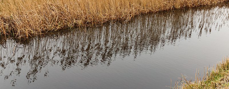 File:Wuivend riet spiegelt zich in het water. Natuurgebied De Twigen 01.jpg