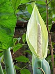 Xanthosoma sagittifolium at Kadavoor.jpg