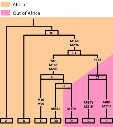 Haplogroup BT