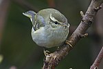 Thumbnail for File:Yellow-browed Warbler (Phylloscopus inornatus), Uyeasound - geograph.org.uk - 3637553.jpg