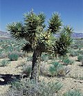 Vorschaubild für Yucca brevifolia subsp. jaegeriana