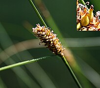ZPK Carex lasiocarpa kłos 04.07.10 p.jpg