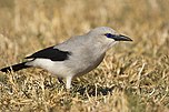 Zavattariornis stresemanni -Yabello Wildlife Sanctuary, Ethiopia-8.jpg