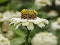 Zinnia elegans0.jpg