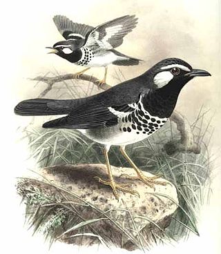 <span class="mw-page-title-main">Slaty-backed thrush</span> Species of bird