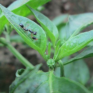 <i>Odontomantis planiceps</i> Species of praying mantis