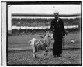 "Caeser" Navy mascot at Scout Fleet vs. Fort Benning, Ga., 11-22-24 LCCN2016838977.tif