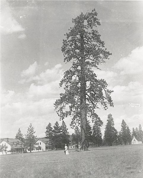 File:"Treaty Tree" at Fort Spokane "Taken before 1898" Taken c. 1897. (e78e4301-60ae-4dca-ad88-6b1338aa10e9).jpg