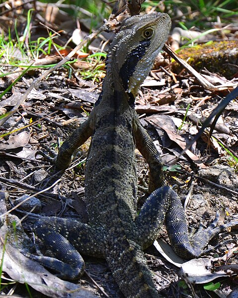 File:(1)Water dragon Lane Cove River 006.jpg