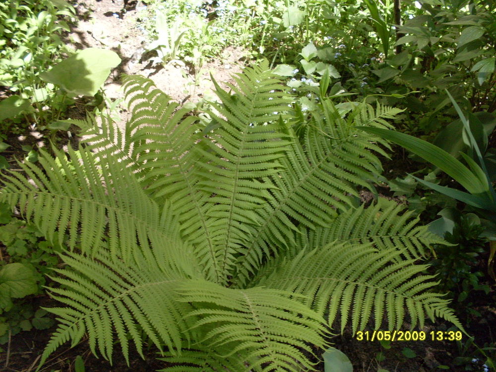 Pteridophyta