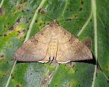 Pei Ye E  Oxyodes scrobiculata (Fabricius, 1775) (10226930413).jpg