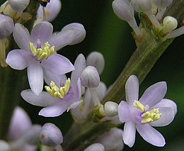 Лириопе колосистая, цветки крупным планом