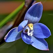 Thelymitra aemula