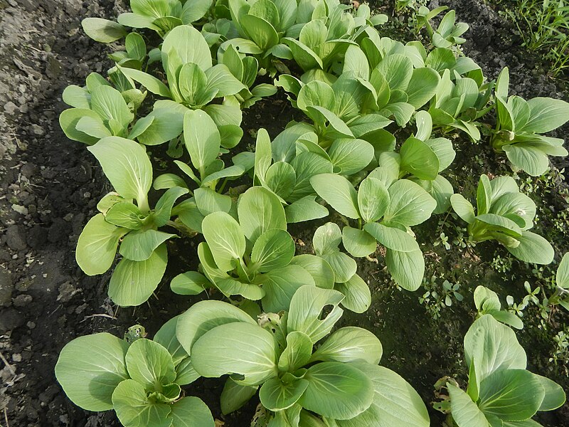 File:0103jfVegetable plantations Taal Pulilan Bulacanfvf 18.jpg