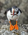 * Nomination Atlantic puffin (Fratercula arctica) with mouth full of fishes --Giles Laurent 10:32, 19 April 2024 (UTC) * Promotion Good quality. --ReneeWrites 13:14, 19 April 2024 (UTC)