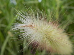 09986jfLandscapes Kans Grass Maronquillo San Rafael Bulacanfvf 01.JPG